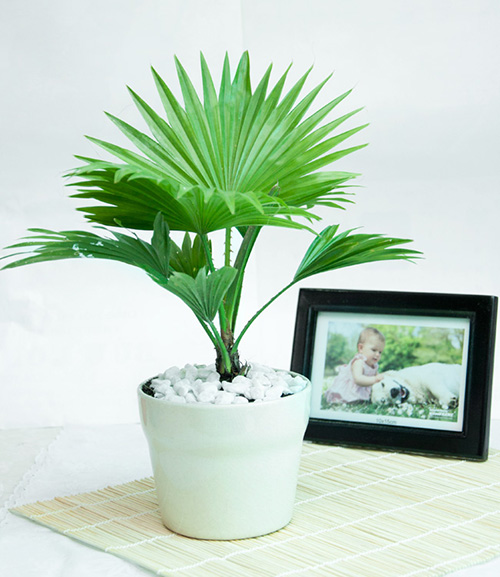 Cọ Xanh để bàn