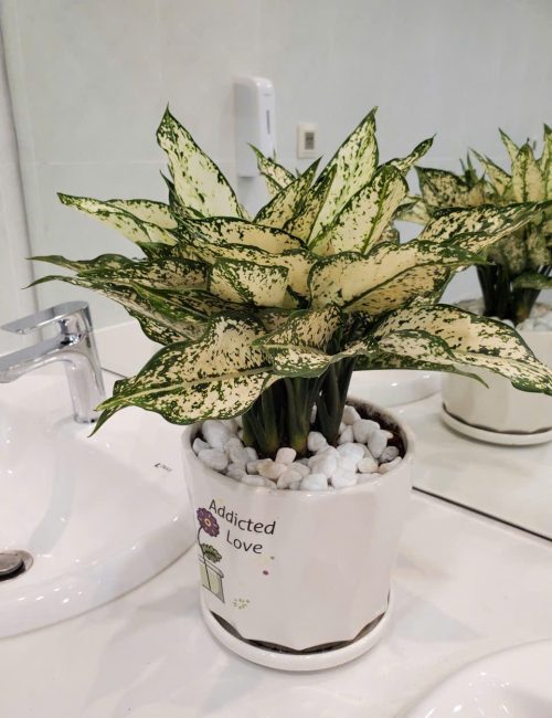 Ngọc Ngân để bàn