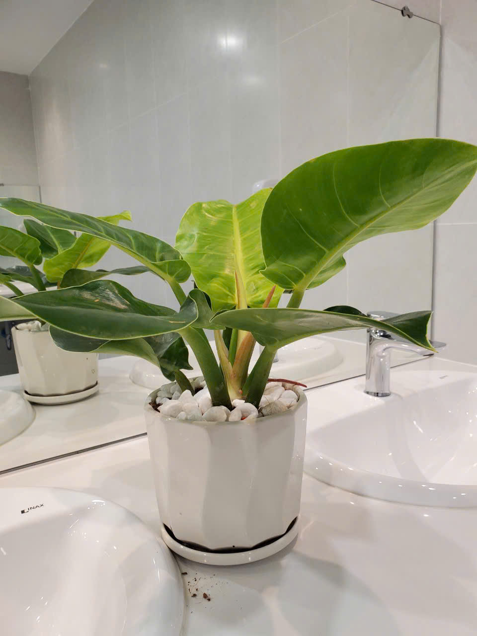 Trầu Bà Đế Vương để bàn