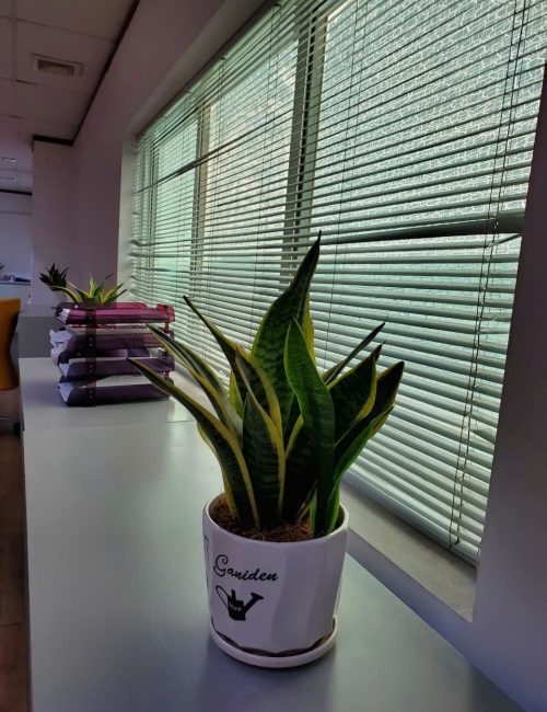 Lưỡi Hổ để bàn