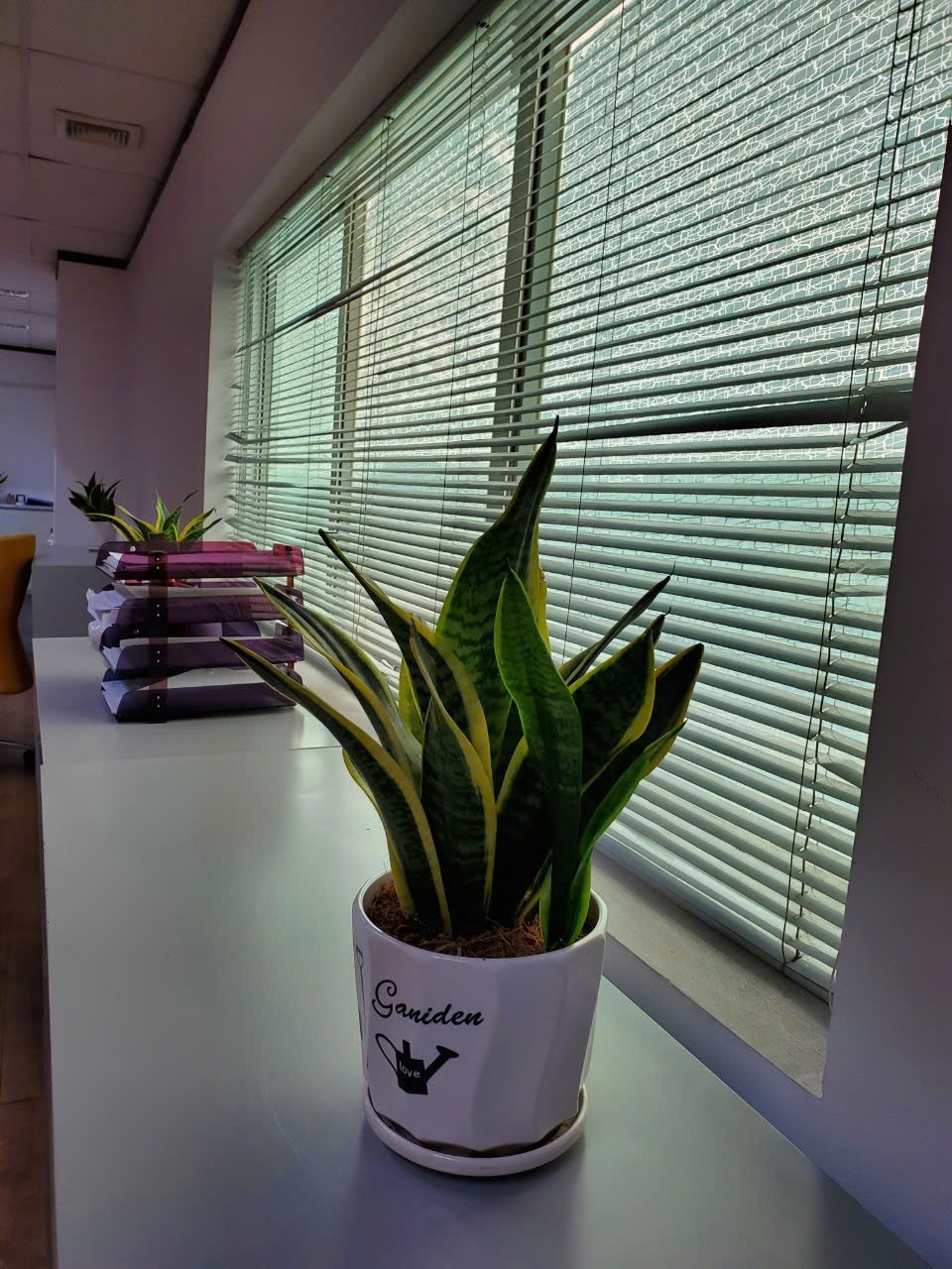 Lưỡi Hổ để bàn