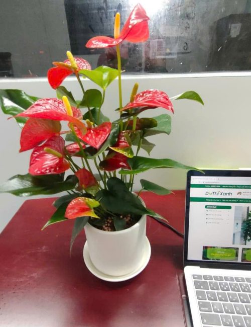 Hồng Môn để bàn