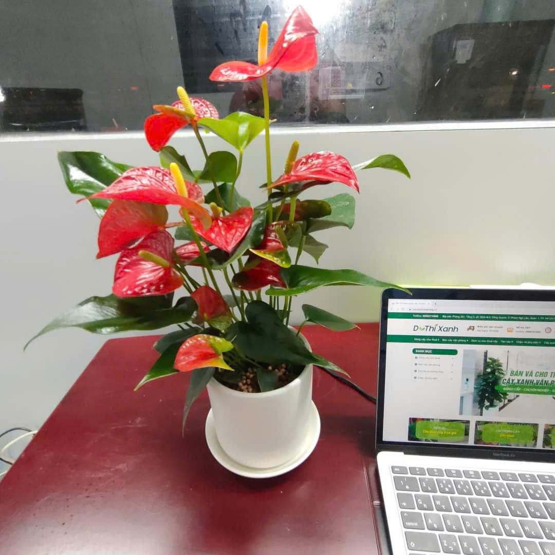 Hồng Môn để bàn