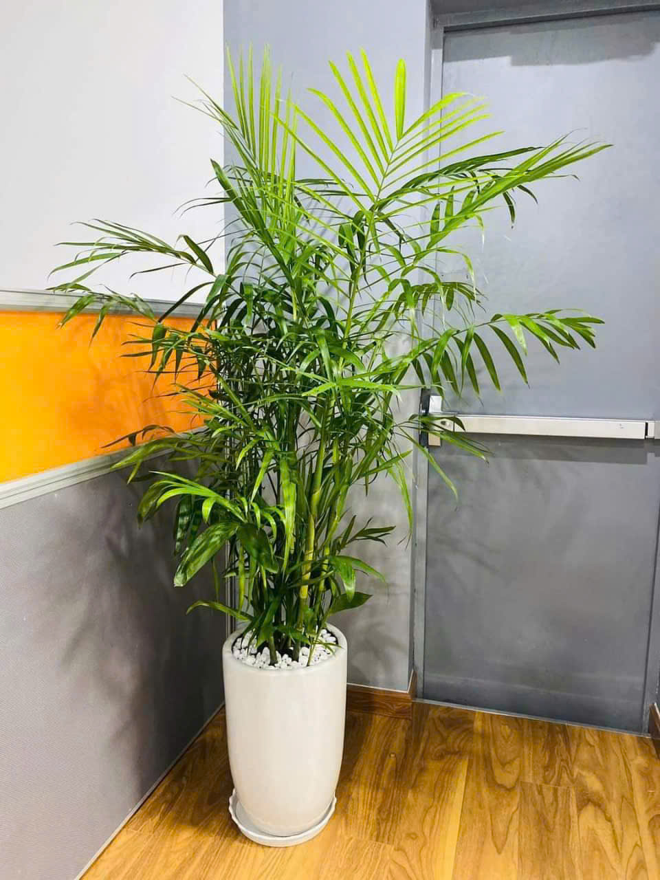 Cau Cảnh - Ảnh 2