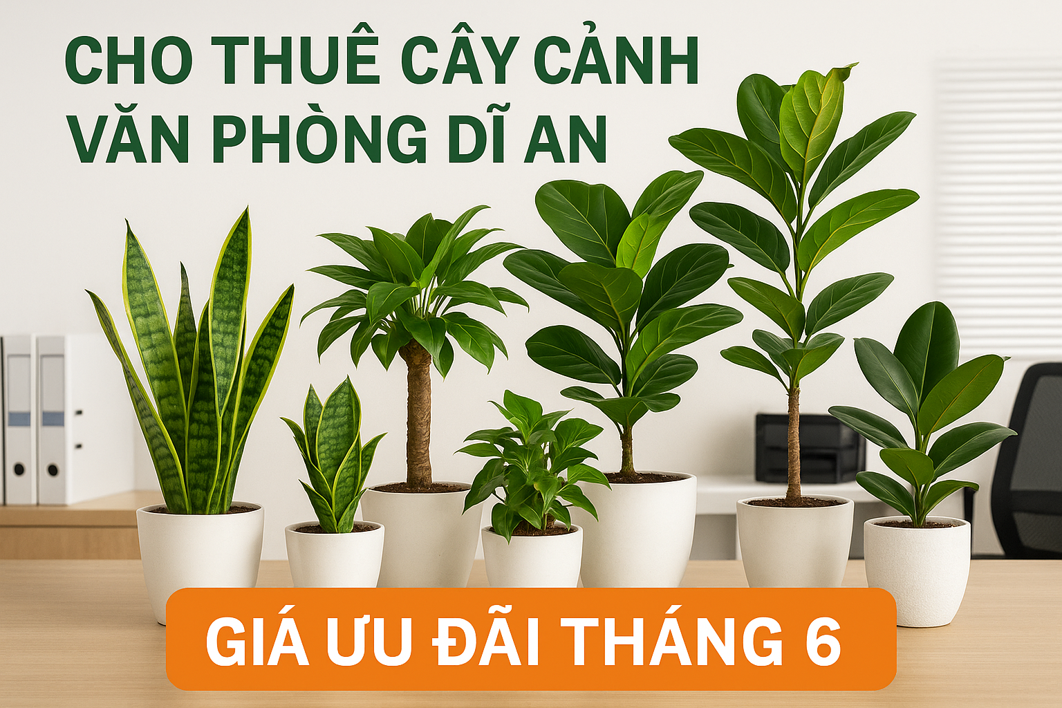 Cho thuê cây cảnh văn phòng Dĩ An