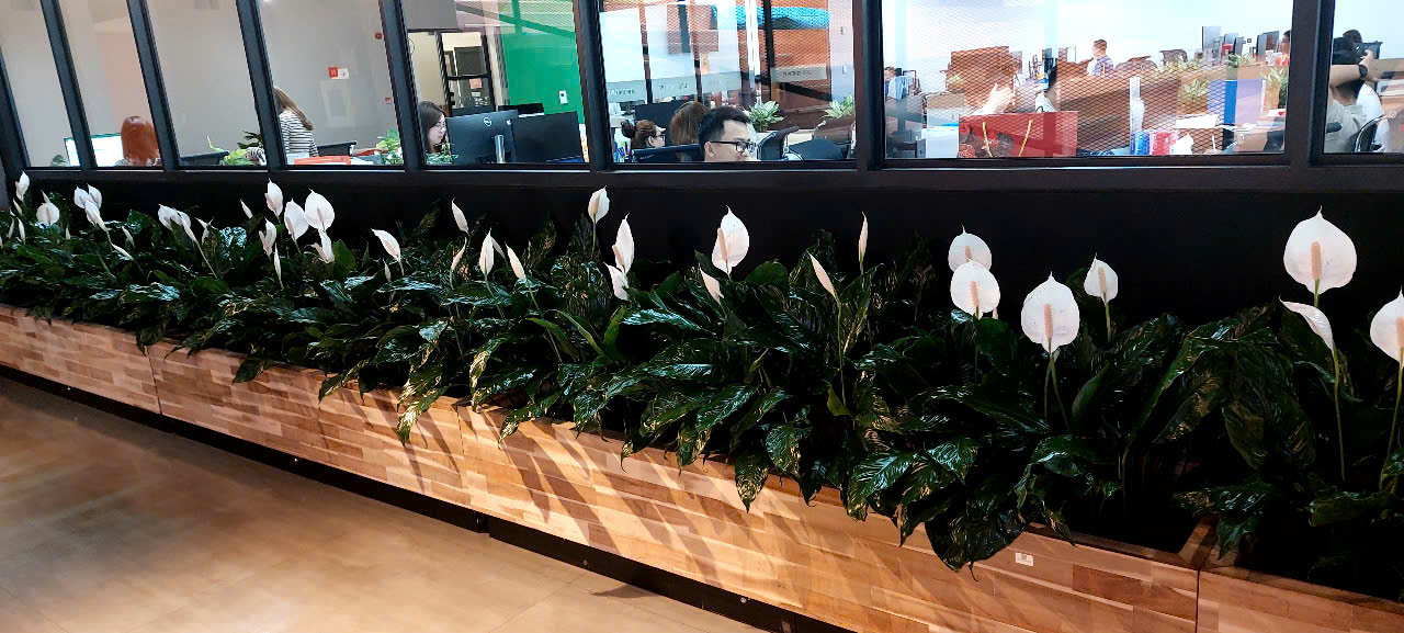 Dịch vụ cho thuê cây xanh Bình Dương