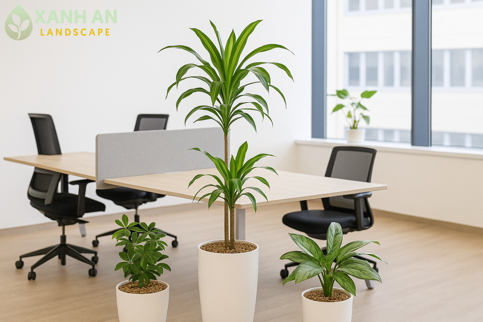 Dịch vụ cho thuê cây xanh nội thất Thuận An