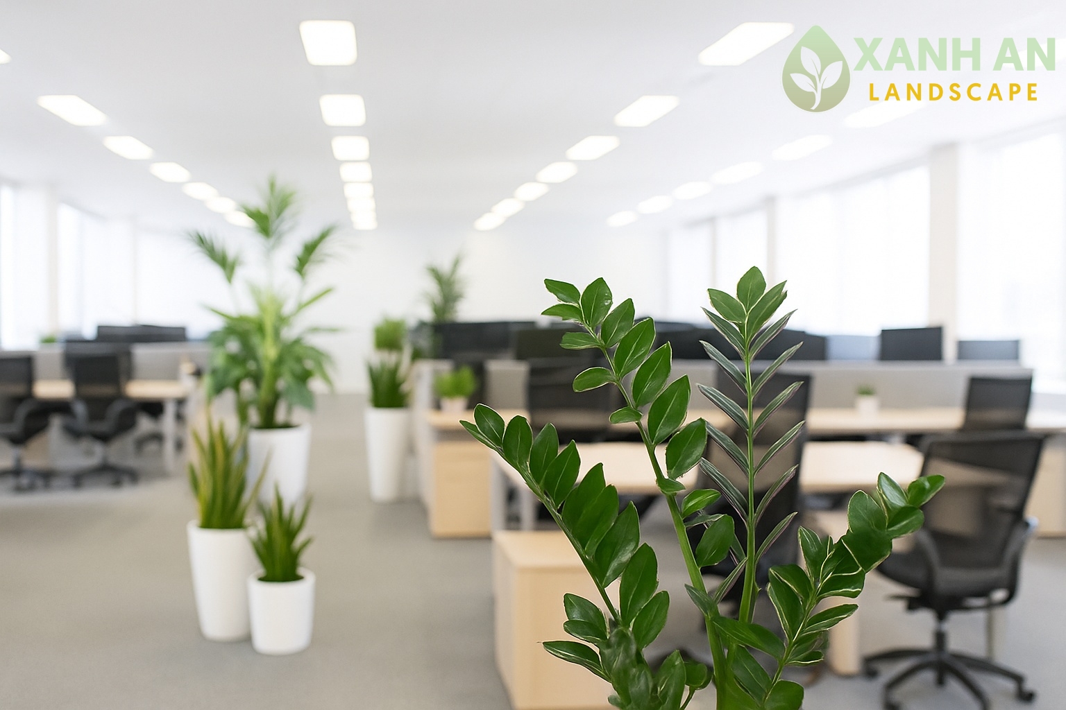 Dịch vụ thuê cây xanh Bàu Bàng