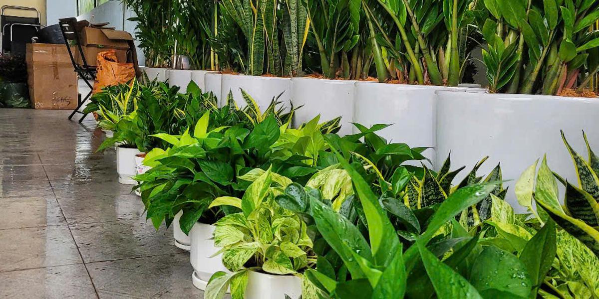 Top 5 công ty cho thuê cây xanh tại Bình Dương