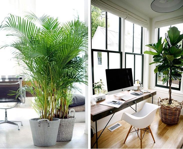 Nên mua cây hay thuê cây cảnh cho văn phòng