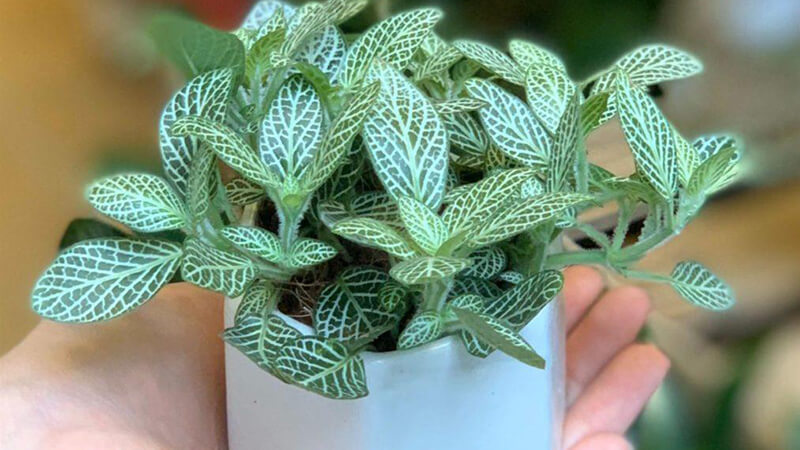 Cây Cẩm Nhung Để Bàn - Ảnh 3