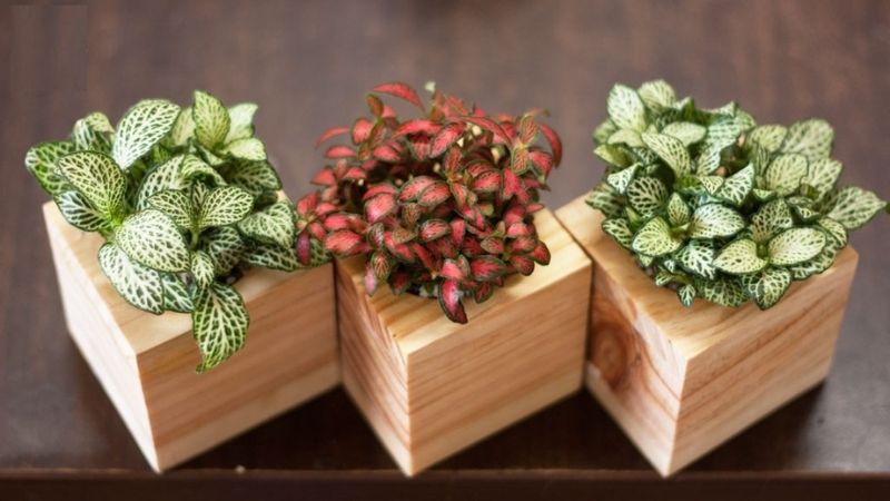 Cây Cẩm Nhung Để Bàn - Ảnh 4