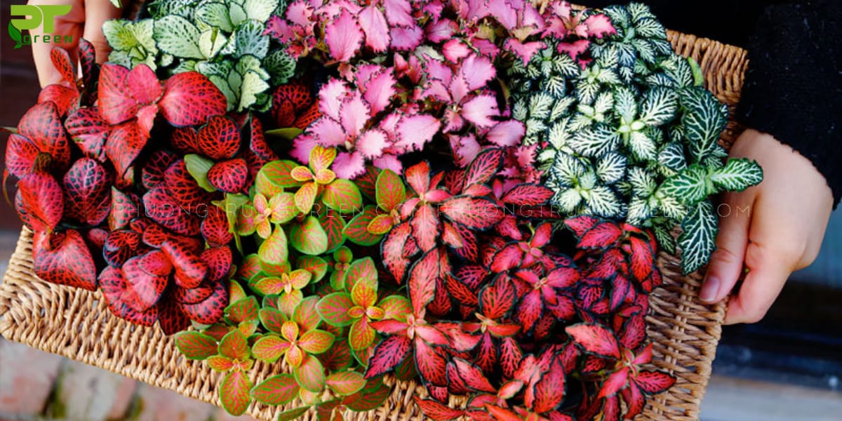 Cây Cẩm Nhung để bàn