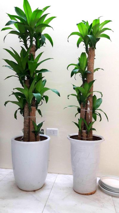 Cây Thiết Mộc Lan - Ảnh 2