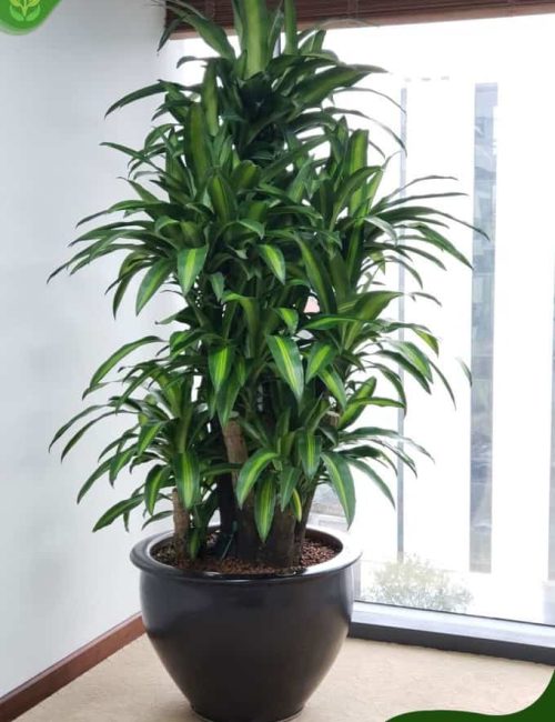 Cây Thiết Mộc Lan