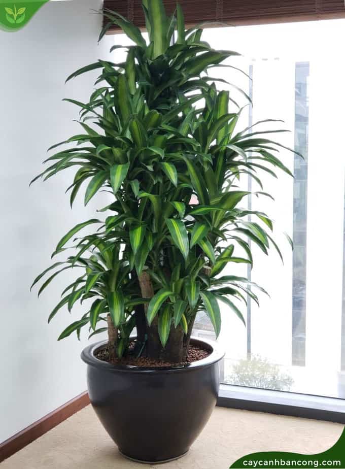 Cây Thiết Mộc Lan