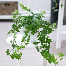 Cây Thường Xuân Mini