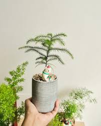 Cây Tùng Bồng Lai Mini