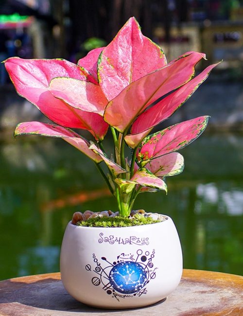 Cây Vạn Lộc Để Bàn