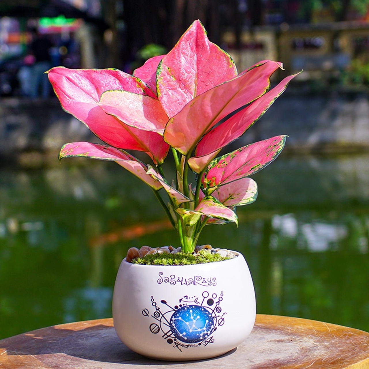 Cây Vạn Lộc Để Bàn