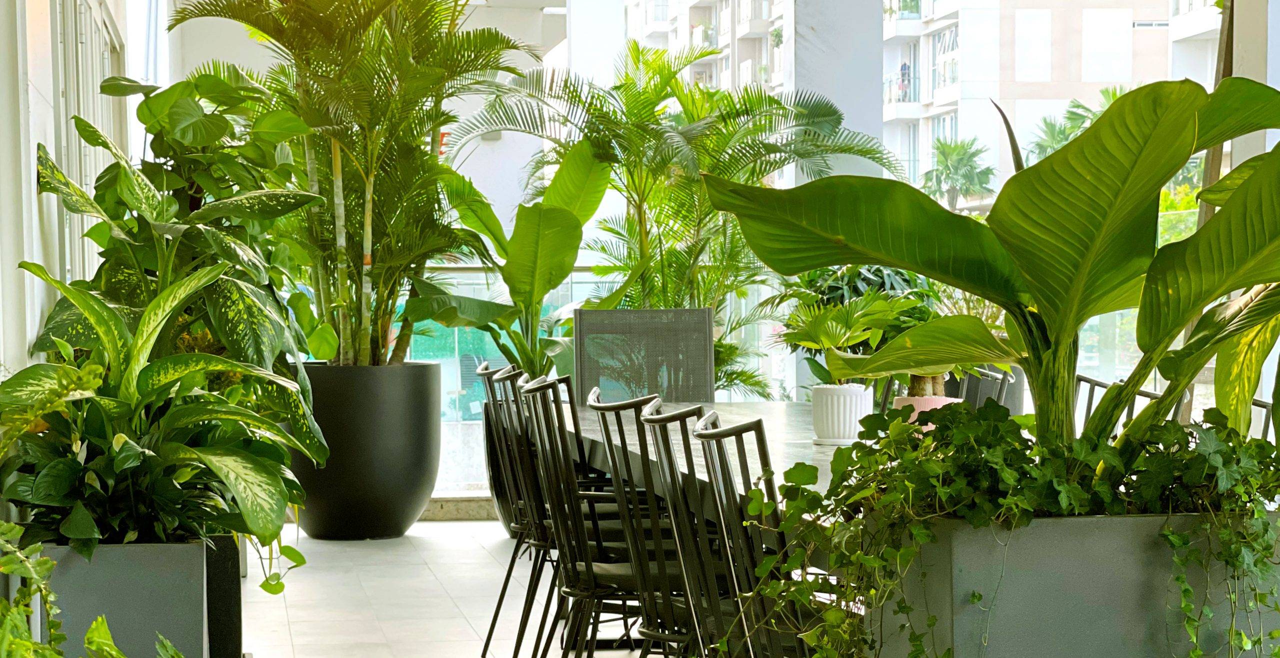 Dịch vụ thiết kế tiểu cảnh cây văn phòng tại Thuận An