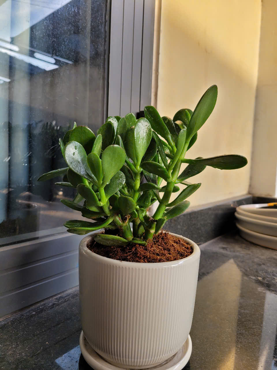 Dịch vụ thiết kế cảnh quan hồ cá Koi Bình Dương