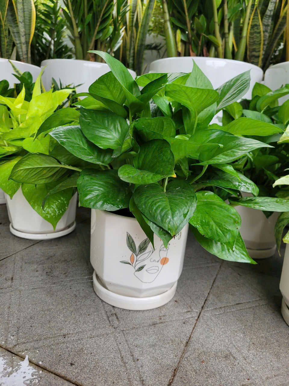 Thiết kế cảnh quan hồ cá Koi Bình Dương