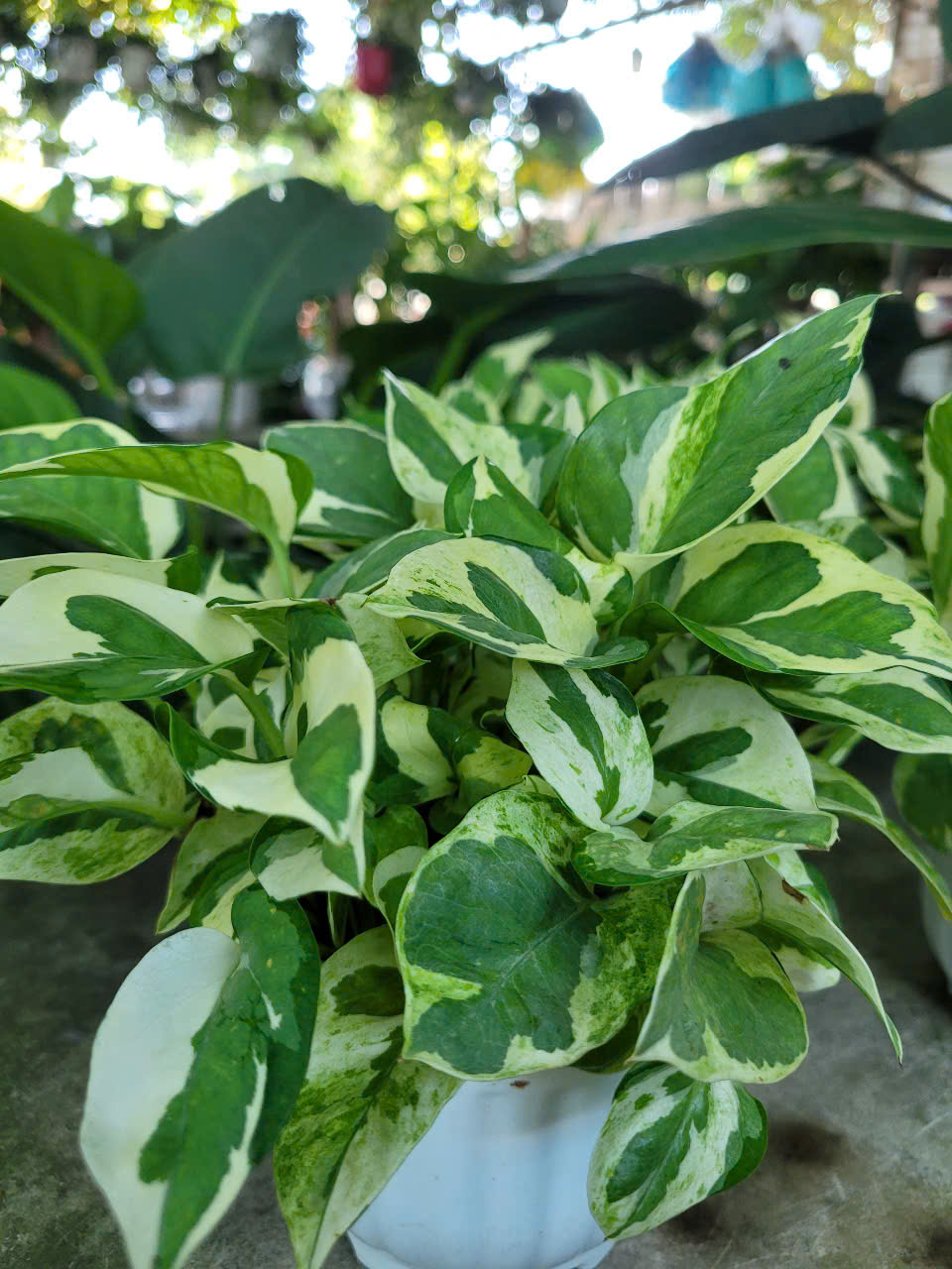 Bí quyết thiết kế cảnh quan quán cafe