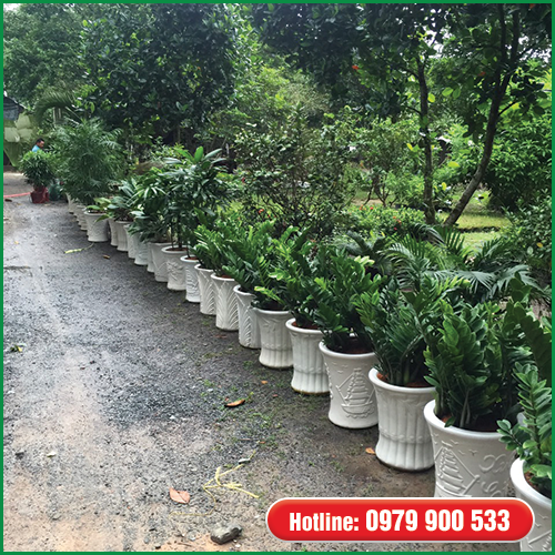 Cây Văn Phòng - Cây Kim Tiền