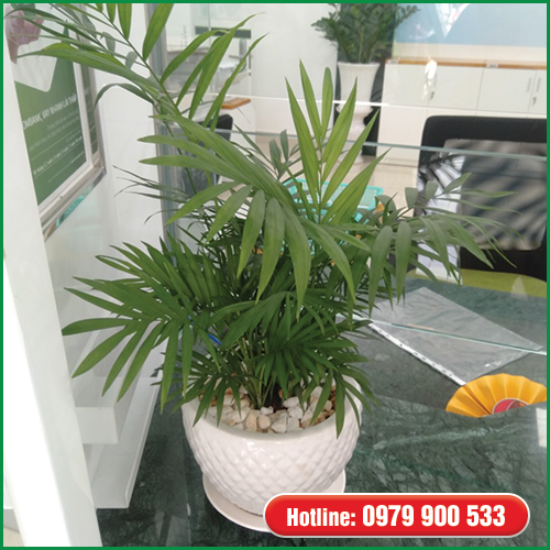 Cây Văn Phòng -Cau Tiểu Trâm