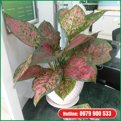 Cây Văn Phòng- Cây Vạn Lộc