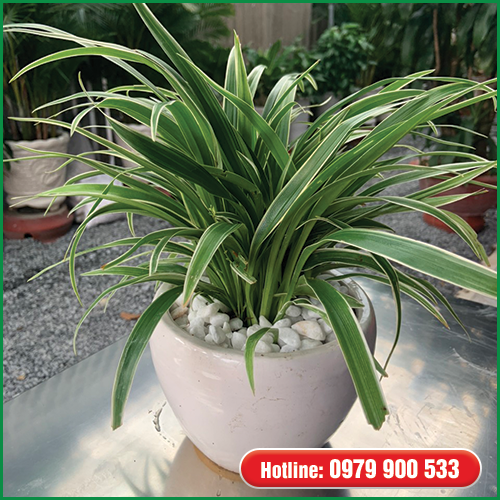 Cây Văn Phòng - Lan Chi